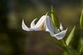 Clematis integrifolia Alba-3 Powojnik